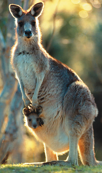 kangroo