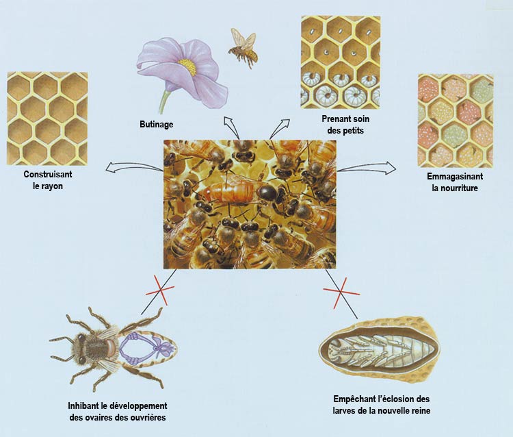 fonctions des abeilles ouvrières