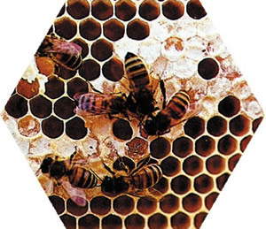 nid d'abeilles, rayon de miel
