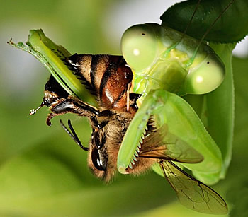 Les abeilles butineuses ont des ennemies dangereuses, comme la mante, la libellule et l’araignée.