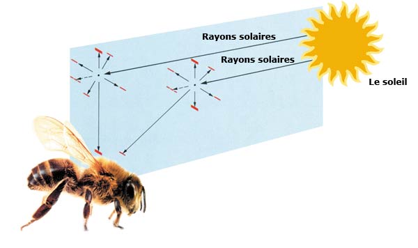Les abeilles utilisent les rayons ultraviolets pour trouver leur chemin lorsque le temps est nuageux