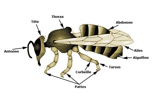 la structure de l'abeille
