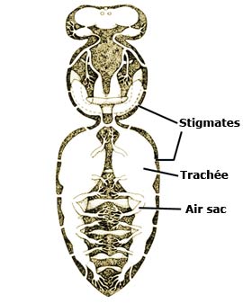 la structure de l'abeille
