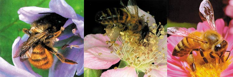bal arıları, çiçek, nektar