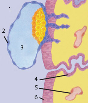 blastocyst 