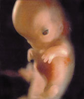 embryo to a baby