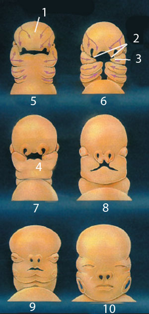 embryo to a baby 