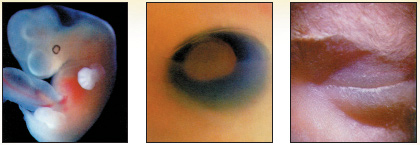 embryo, eye
