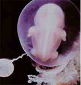 embryo, muscle