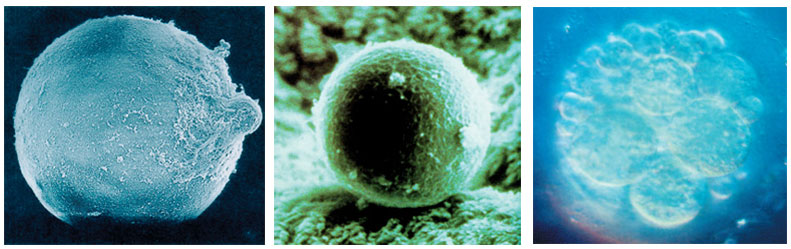 ovule cell