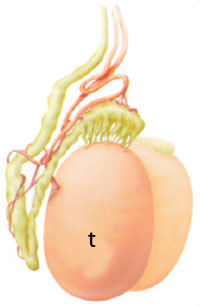 testicle