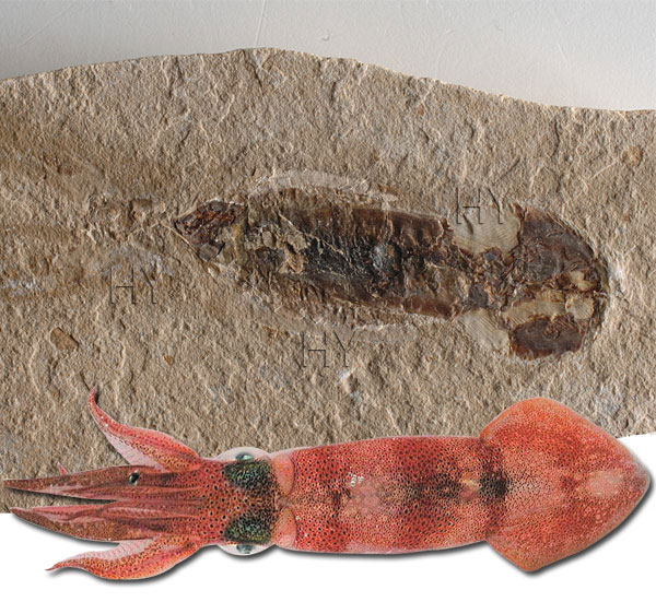 MMürəkkəb balığı fosili
