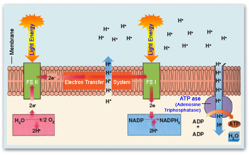 ATP_NADPH