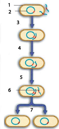 germ_cell_DNA_copying_enzym