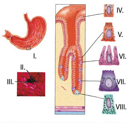 internal structure of the stomach