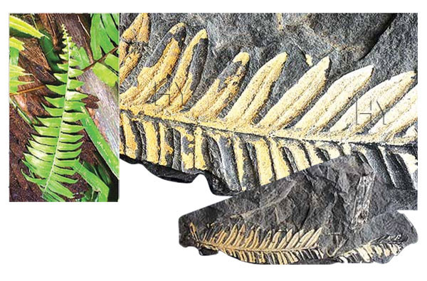 Eğrelti otu fosili ve günümüzdek eğrelti otu