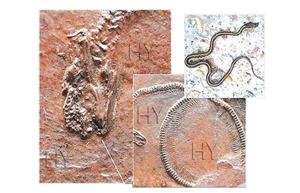 Yılan fosili ve günümüzdeki yılan