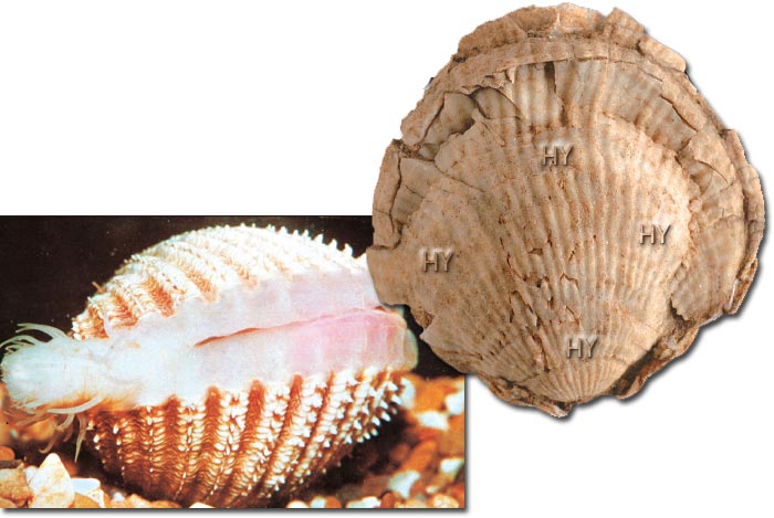 timsah qafatası fosili