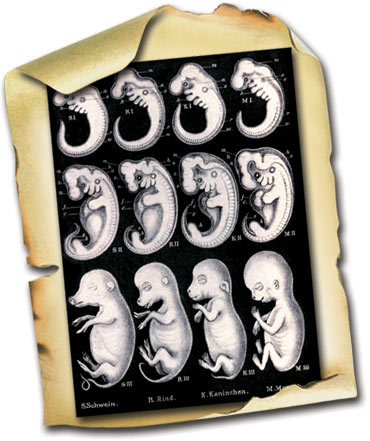 Haeckel, sahte embriyo şemaları