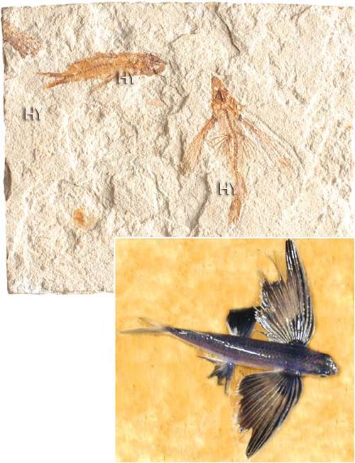 uçan balıq fosili