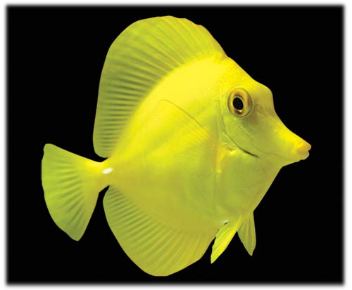 fosforlu sarı balıq