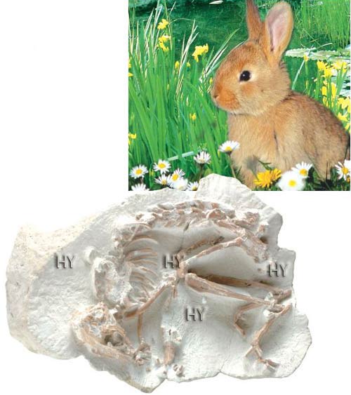 dovşan fosili