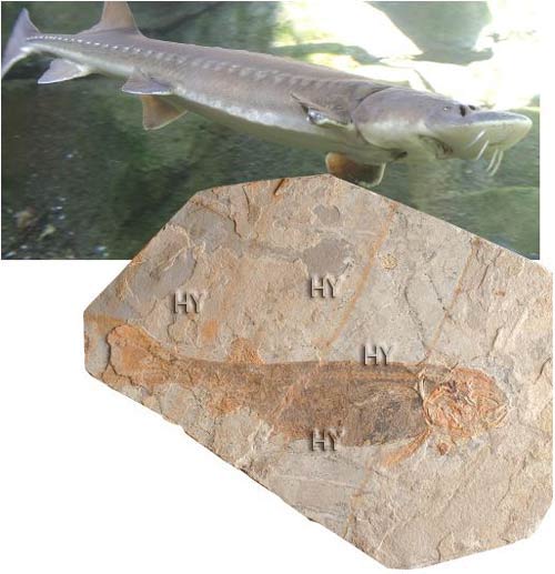 mərsin balığı fosili