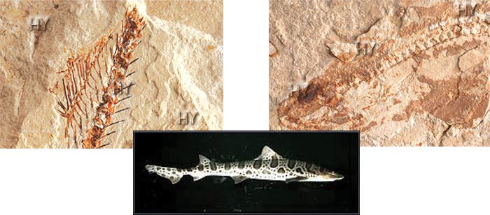 pişik balığı fosili