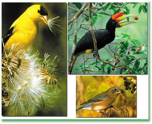 kuşlar, besin, bitkiler