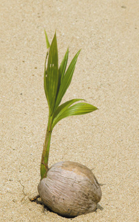 seed coconut water dispersed seeds dispersal miracle shore germinate whose reaching starting plants