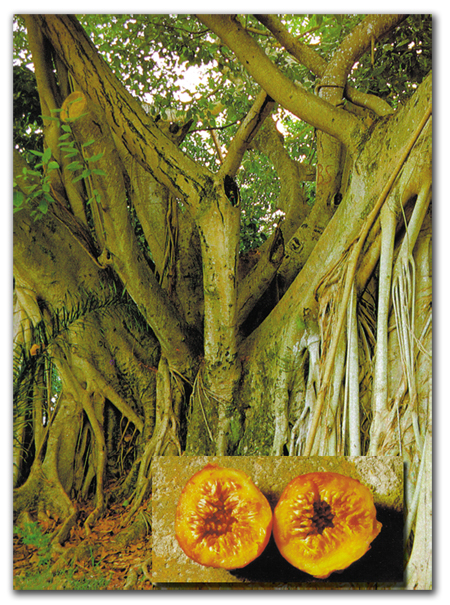 Borneo, incir ağacı