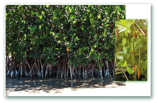 mangrov ormanları