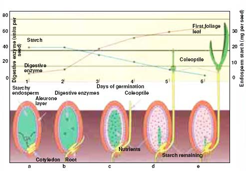 tohum, hormon, enzim, çimlenme, fotosentez