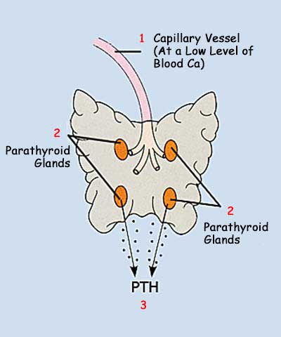 parathyroid