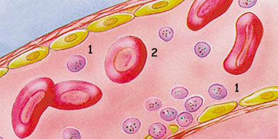 Throbocytes