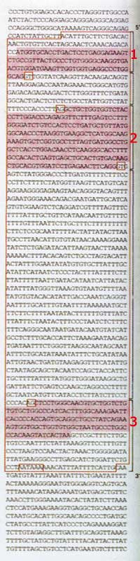 beta globin, genome, genom, genetik şifre, molekül
