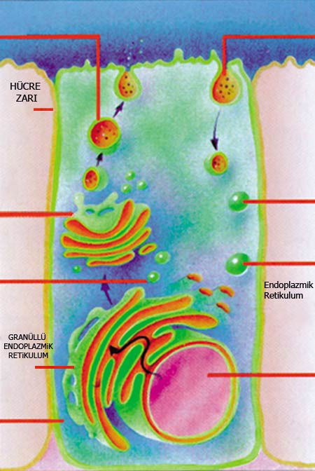 sitoplazma, hücre, hücre organelleri