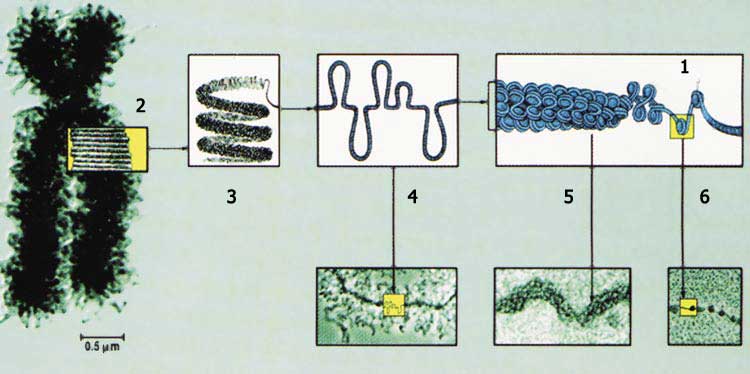 dna, chromosome