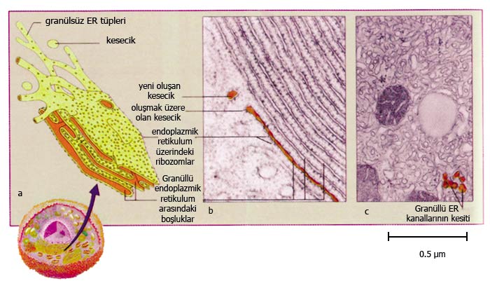 endoplazmik retikulum, gücre, granüllü, ribozomlu