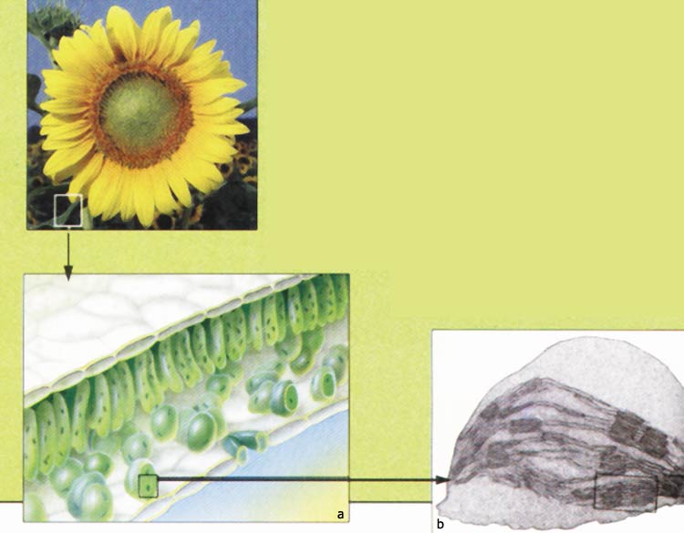 fotosentez şeması
