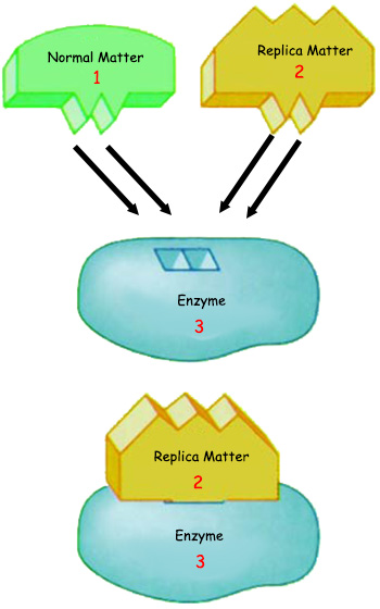 enzyme