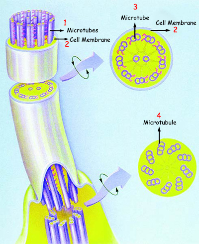 microtubes