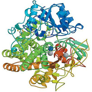 Anhidraz enzyme 