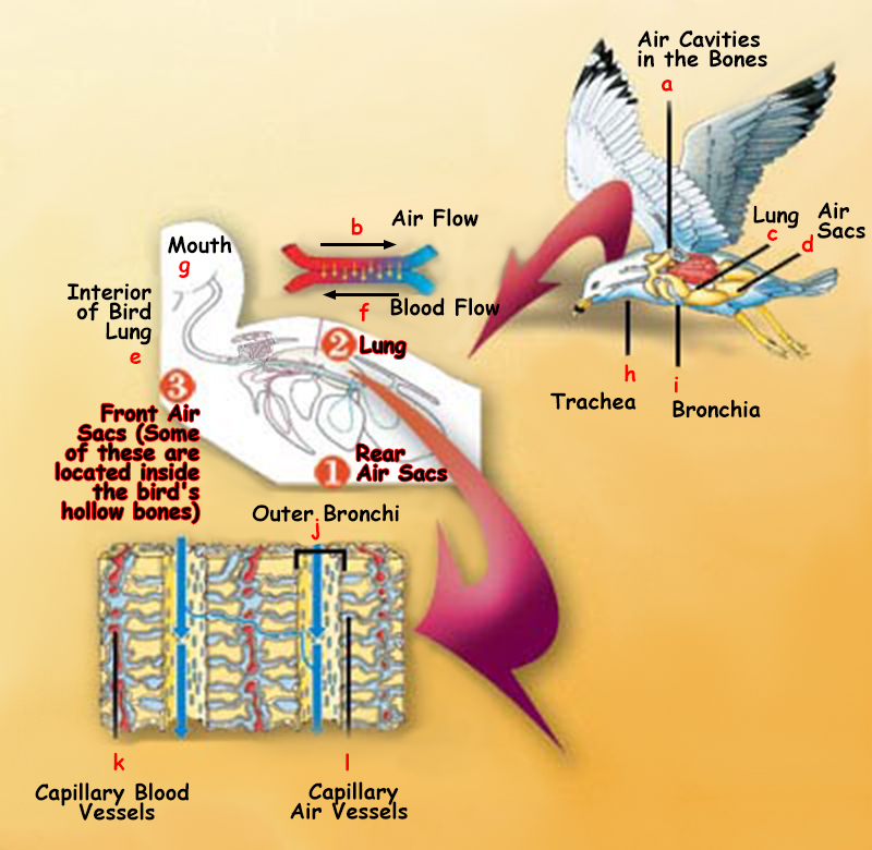 The Avian Lung