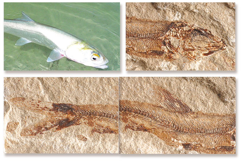  Fosil Canli Elopidae (Kadın Balığı)