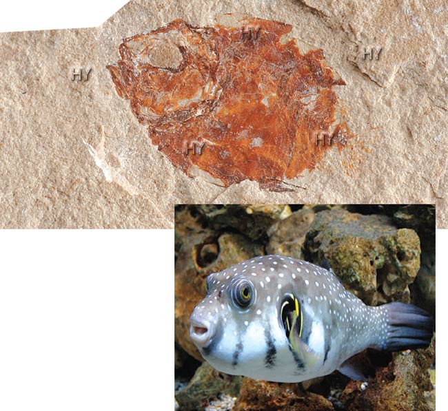 Şar balığı fosili