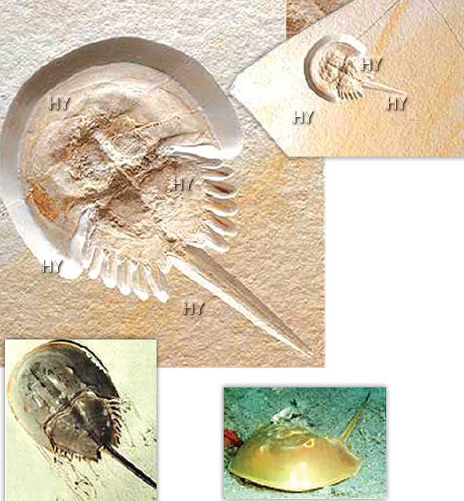 at nalı xərçəngi fosili