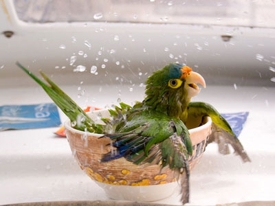 sevimli papağan, banyo