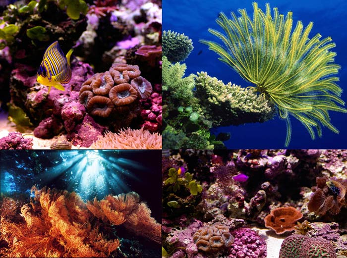 mercan kayalıkları, doğal güzellik