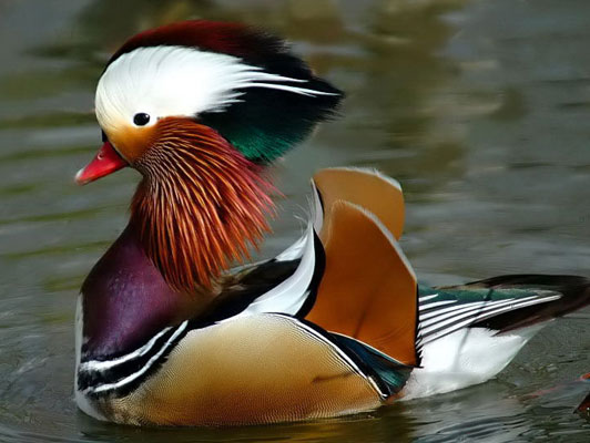 mandarin ördeği, muhteşem renkler